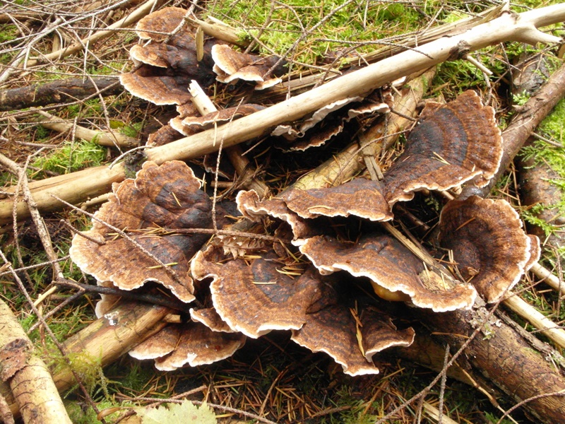 Ischnoderma benzoinum ev